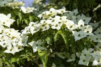 Cornus kousa chinensis Milky Way 80- 100 cm