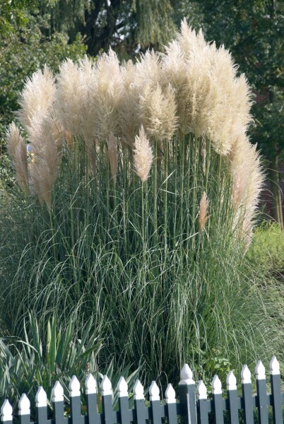 Cortaderia selloana Sunningdale Silver C3