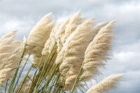 Cortaderia selloana Sunningdale Silver C3