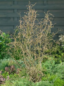 Corylus avellana 40- 60 cm