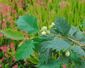 Corylus avellana 40- 60 cm