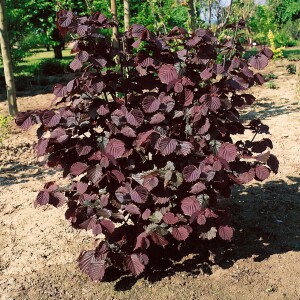 Corylus avellana 40- 60 cm