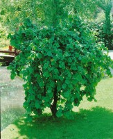 Corylus avellana 40- 60 cm