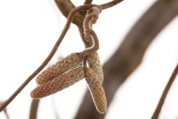 Corylus avellana 40- 60 cm