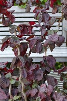 Corylus avellana 40- 60 cm