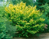 Corylus avellana 40- 60 cm