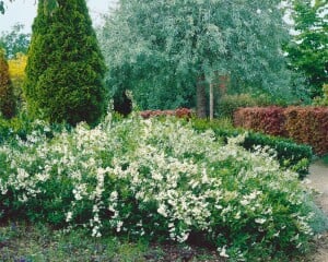 Deutzia gracilis 40- 60 cm