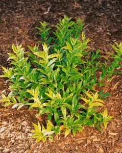 Deutzia gracilis 40- 60 cm