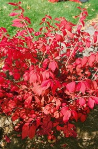 Euonymus alatus 80- 100 cm