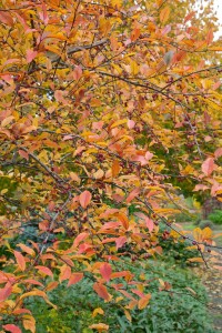 Euonymus alatus 80- 100 cm