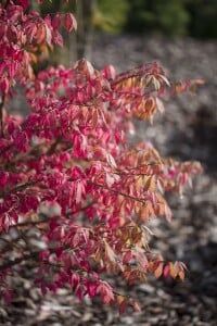 Euonymus alatus 80- 100 cm