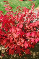 Euonymus alatus 60- 80 cm