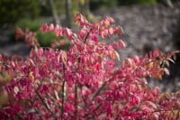 Euonymus alatus 60- 80 cm