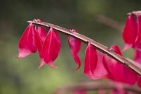 Euonymus alatus 60- 80 cm