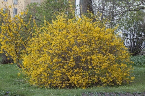 Forsythia intermedia Spectabilis 60- 100 cm