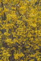 Forsythia intermedia Spectabilis 60- 100 cm