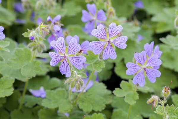 Geranium renardii 9 cm Topf - Größe nach Saison