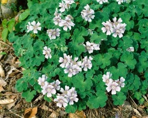 Geranium renardii 9 cm Topf - Größe nach Saison