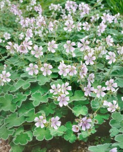 Geranium renardii 9 cm Topf - Größe nach Saison