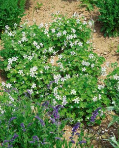 Geranium renardii 9 cm Topf - Größe nach Saison