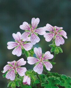 Geranium renardii 9 cm Topf - Größe nach Saison