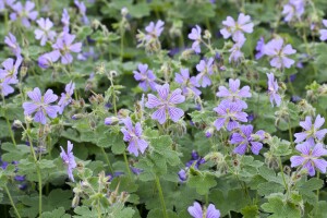 Geranium renardii 9 cm Topf - Größe nach Saison