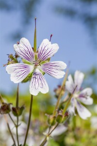 Geranium renardii 9 cm Topf - Größe nach Saison