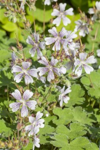 Geranium renardii 9 cm Topf - Größe nach Saison