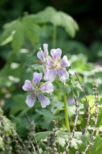 Geranium renardii 9 cm Topf - Größe nach Saison