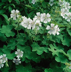 Geranium renardii 9 cm Topf - Größe nach Saison