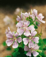 Geranium renardii 9 cm Topf - Größe nach Saison