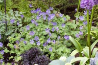 Geranium renardii 9 cm Topf - Größe nach Saison