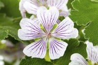 Geranium renardii 9 cm Topf - Größe nach Saison