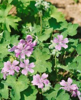 Geranium renardii 9 cm Topf - Größe nach Saison