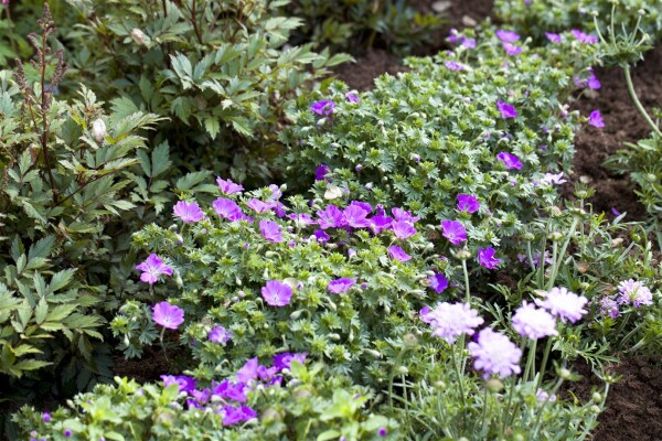 Geranium sanguineum Max Frei 9 cm Topf - Größe nach Saison