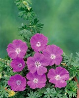 Geranium sanguineum Max Frei 9 cm Topf - Größe nach Saison