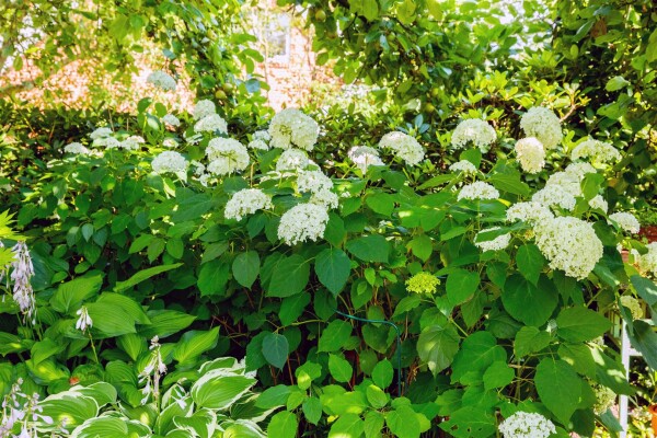 Hydrangea arborescens Grandiflora 40- 60 cm