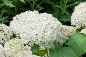 Hydrangea arborescens Grandiflora 40- 60 cm