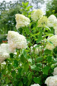 Hydrangea arborescens Grandiflora 40- 60 cm