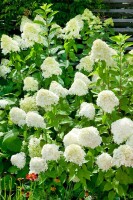 Hydrangea arborescens Grandiflora 40- 60 cm