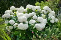 Hydrangea arborescens Grandiflora 40- 60 cm