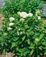 Hydrangea arborescens Grandiflora 40- 60 cm