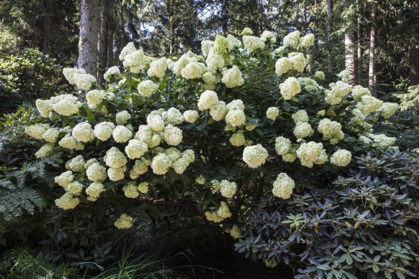 Hydrangea paniculata Phantom 60- 80 cm