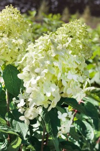 Hydrangea paniculata Phantom 60- 80 cm