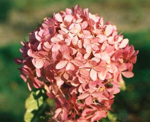 Hydrangea paniculata Phantom 60- 80 cm