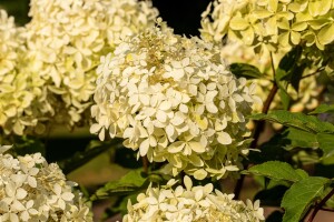 Hydrangea paniculata Phantom 60- 80 cm