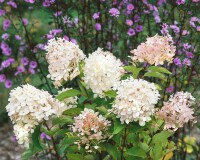 Hydrangea paniculata Phantom 60- 80 cm