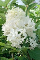 Hydrangea paniculata Phantom 60- 80 cm