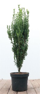 Ilex crenata Fastigiata 60- 80 cm