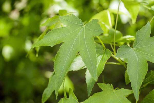 Liquidambar styraciflua Slender Silhouette 100- 125 cm